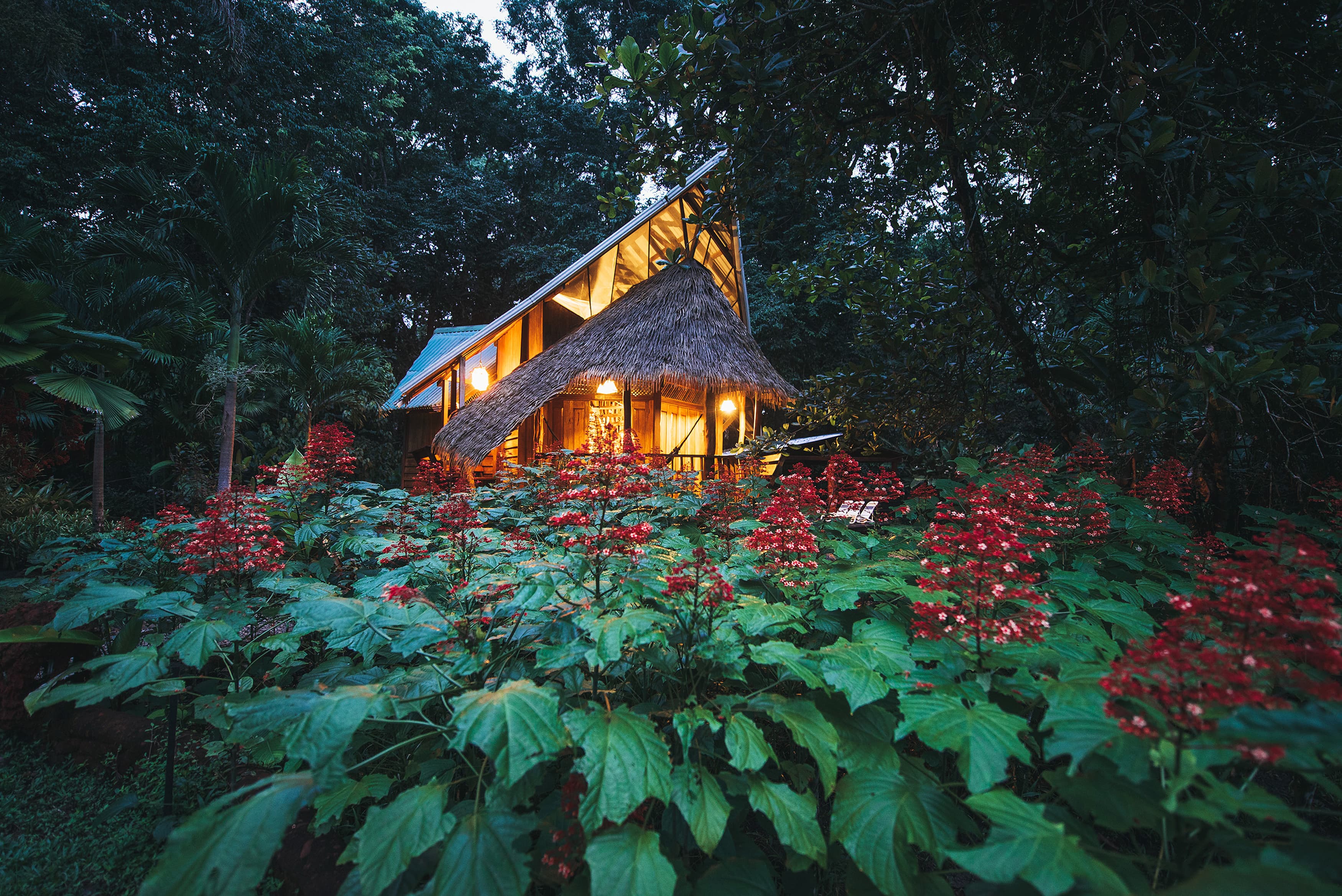 The Beach House at dusk, lit warm from within, glimpsed through red Clerodendrum flowers and rainforest leaves