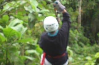 Rainforest canopy above the 10-acre estate — Sangrillo and almond crowns
