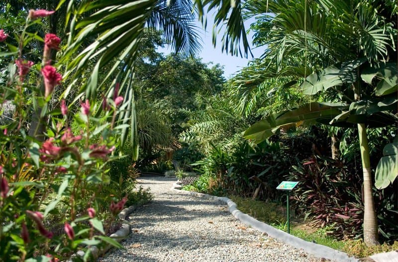 The botanical garden at Caribe Verde — over 50 species of palm and the largest Heliconia collection on the southern Caribbean coast