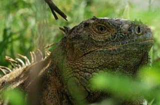 Green iguana basking on the path to the Caribe Verde beach
